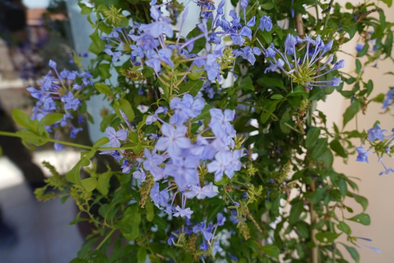 Blue Jasmine Lägenhet Aigio Exteriör bild